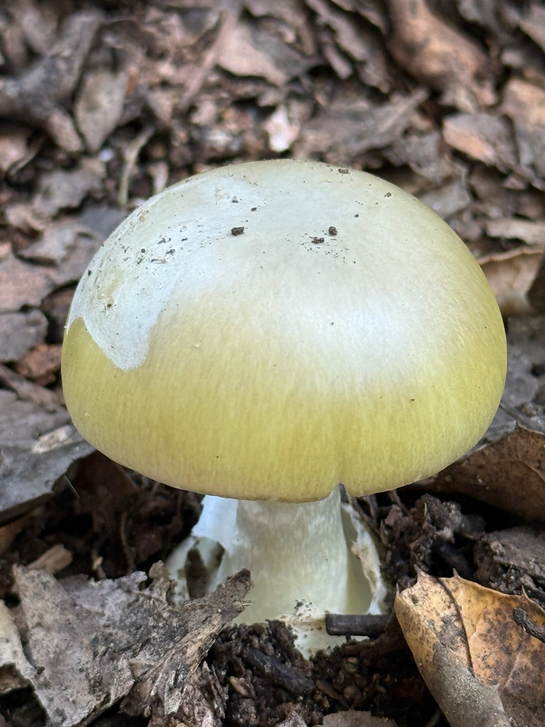 Deathcap · May 2026 · photo: Photo: no rights reserved · iNaturalist