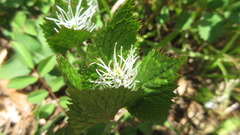 Chloranthus fortunei