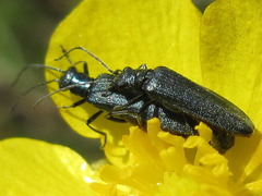 Oedemerinae
