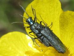 Oedemerinae