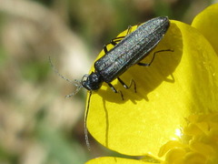 Oedemerinae