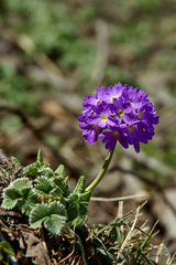 Primula denticulata