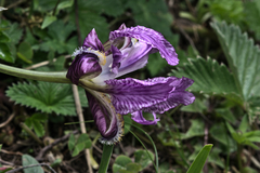 Iris kemaonensis