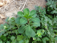Euphorbia helioscopia
