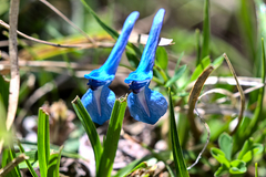 Corydalis cashmeriana