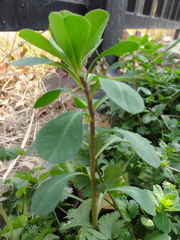 Euphorbia helioscopia