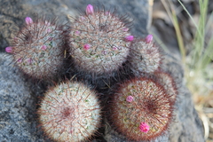 Mammillaria jaliscana jaliscana
