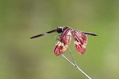 Rhyothemis princeps