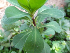 Euphorbia helioscopia