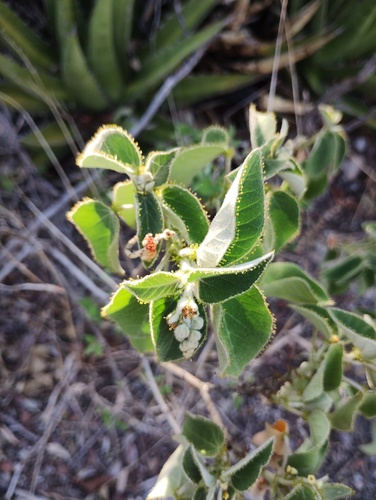Croton ciliatoglandulifer, photograph 5