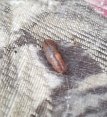 Ambigolimax
