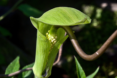 Arisaema tortuosum