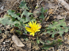 Taraxacum mongolicum