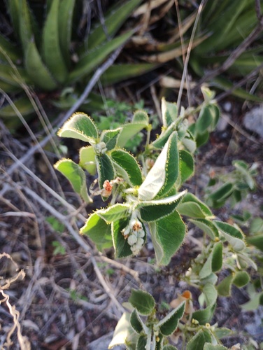 Croton ciliatoglandulifer, photograph 6