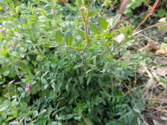 Vicia sativa