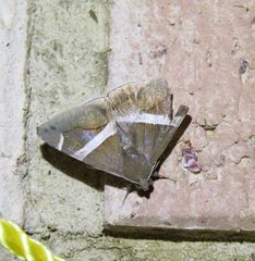 Bastilla arctotaenia