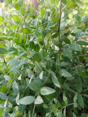 Vicia sativa
