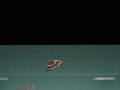 Bastilla arctotaenia