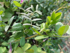 Vicia sativa