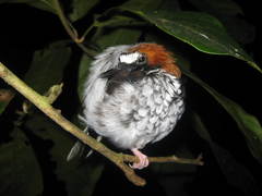 Enicurus ruficapillus