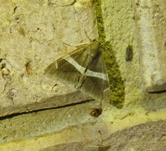 Bastilla arctotaenia