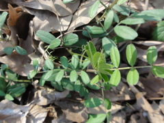 Vicia sativa