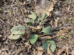 Plantago asiatica