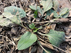Plantago asiatica