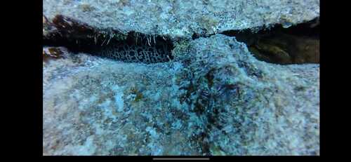 Gymnothorax javanicus