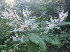 Koenigia polystachya