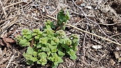 Lamium purpureum
