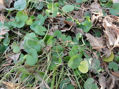 Dichondra micrantha
