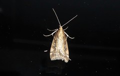Eudonia octophora