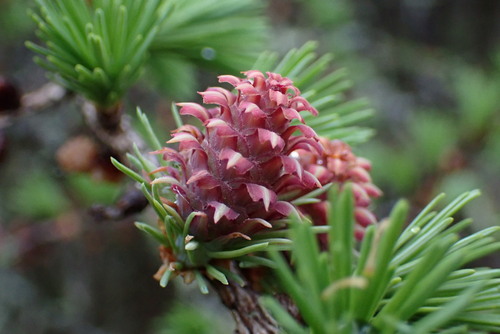 Tamarack (Larix laricina)