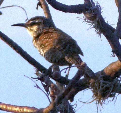 Boucard's Wren (Campylorhynchus jocosus), photo 3