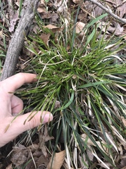 Carex communis