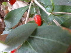 Lycium chinense