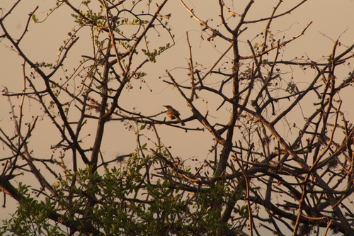 Boucard's Wren (Campylorhynchus jocosus), photo 9