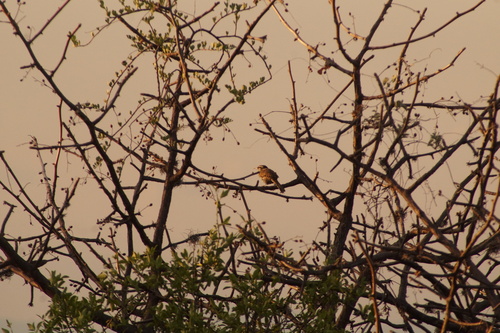 Boucard's Wren (Campylorhynchus jocosus), photo 10