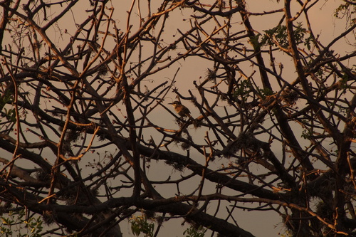 Boucard's Wren (Campylorhynchus jocosus), photo 4