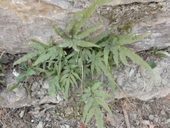 Pteris multifida