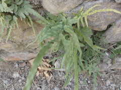 Pteris multifida