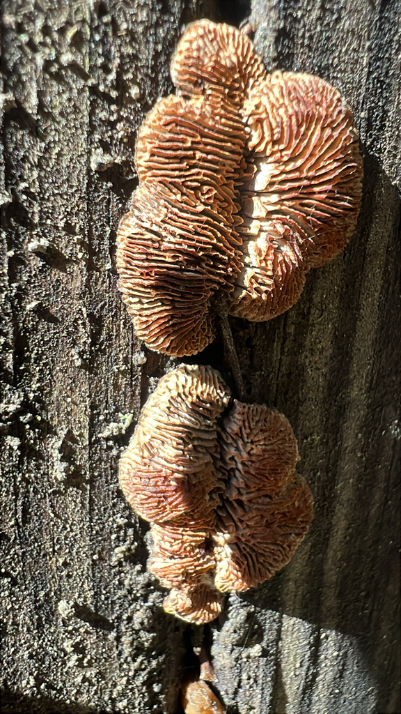 Conifer Mazegill