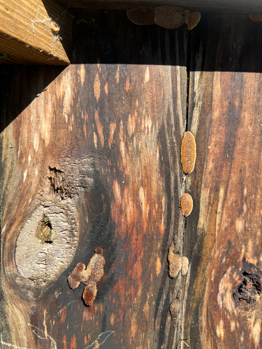 Conifer Mazegill