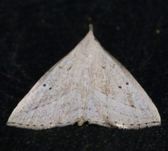 Macrochilo hypocritalis