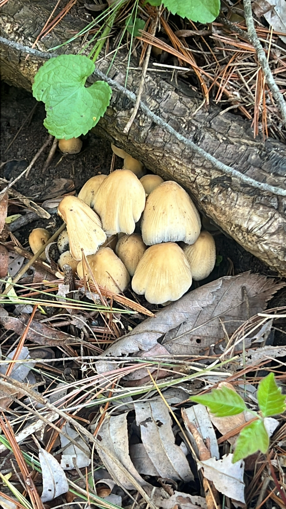 mica cap