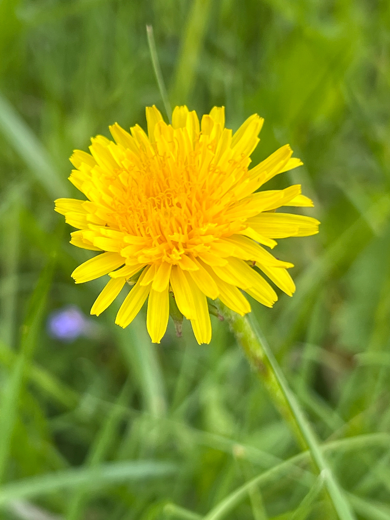 common dandelion