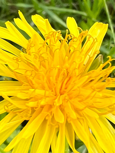 common dandelion