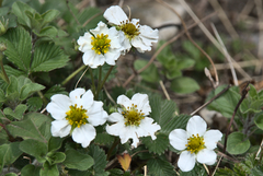 Fragaria nubicola