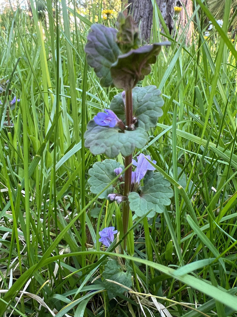 ground-ivy